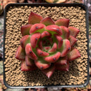 Echeveria Agavoides 'Morgain' 3" Succulent Plant