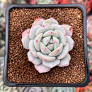 Echeveria 'Greenday' 2" Powdery Succulent Plant