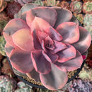 Echeveria 'Rainbow' Variegated 4" Succulent Plant