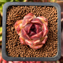 Echeveria 'Fushike' 1" Succulent Plant