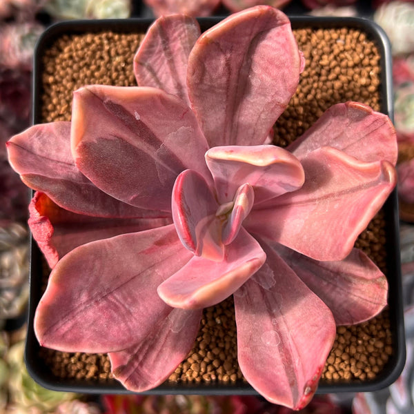 Pachyveria 'Pampoteus' Variegated 3" Succulent Plant