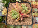 Echeveria Agavoides 'Chou' 3" Succulent Plant