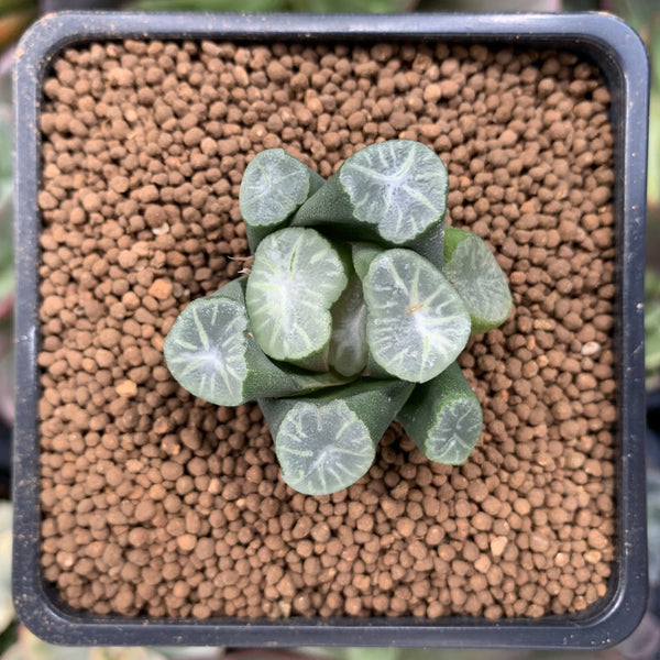 Haworthia Maughanii 'Silver solvent' 1"-2" Succulent Plant