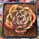 Echeveria sp. 1"-2" Succulent Plant