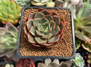 Echeveria 'Rosa' 1"-2" Succulent Plant