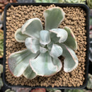 Echeveria 'Berkeley Light' Variegated 1"-2" Succulent Plant