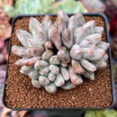 Echeveria 'Tolimanensis' 2"-3" Cluster Succulent Plant