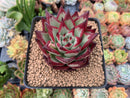 Echeveria Agavoides 'Casio' 4" Succulent Plant