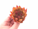Echeveria Agavoides Hybrid 3” Rare Succulent Plant