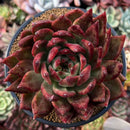 Echeveria Agavoides 'Helia' 5" Succulent Plant