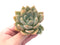 Echeveria 'Zenith' New Hybrid 3" Rare Succulent Plant