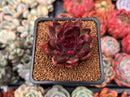 Echeveria Agavoides 'Nike' 2" Succulent Plant