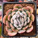 Echeveria 'Twin Berry' 2” Succulent Plant