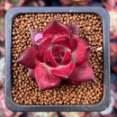 Echeveria Agavoides 'Pentera' 1" Small Succulent Plant