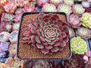 Echeveria 'Muhly' 3" Succulent Plant