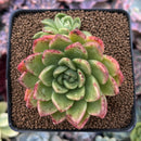 Echeveria Agavoides 'Shining Pearl' 2"-3" Succulent Plant