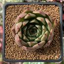 Echeveria Agavoides 'Sarabony' 2" Succulent Plant