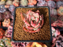 Echeveria 'Red Dragon' 1" Succulent Plant