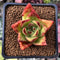 Echeveria Agavoides 'Ebony' Hybrid 1"-2" Succulent Plant