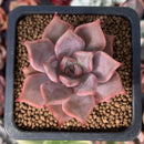 Echeveria 'Beauty Lily' 1" Succulent Plant