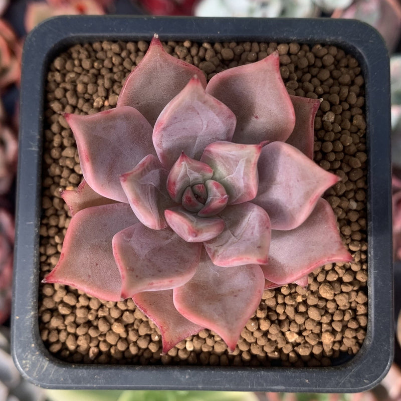succulent lily Echeveria 'Beauty Lily' 1" Succulent Plant – True Succulents Plant Co