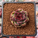 Echeveria Agavoides 'Black Rose' 1"-2" Succulent Plant