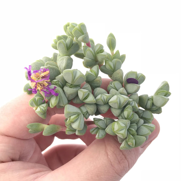 Braunsia Maximiliani Cluster 2” Rare Succulent Plant