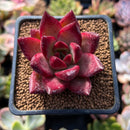 Echeveria Agavoides 'Fire Bird' 2" Succulent Plant