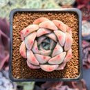 Echeveria sp. 1" Air Magic Hybrid Succulent Plant