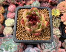 Echeveria Agavoides 'Black Rose' 3" Succulent Plant