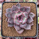 Echeveria 'Dark Chocolate' 3" New Hybrid Succulent Plant