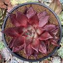 Echeveria Agavoides 'Luming' 5" Large Succulent Plant