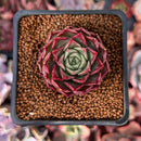 Echeveria 'Shani' 1" Succulent Plant