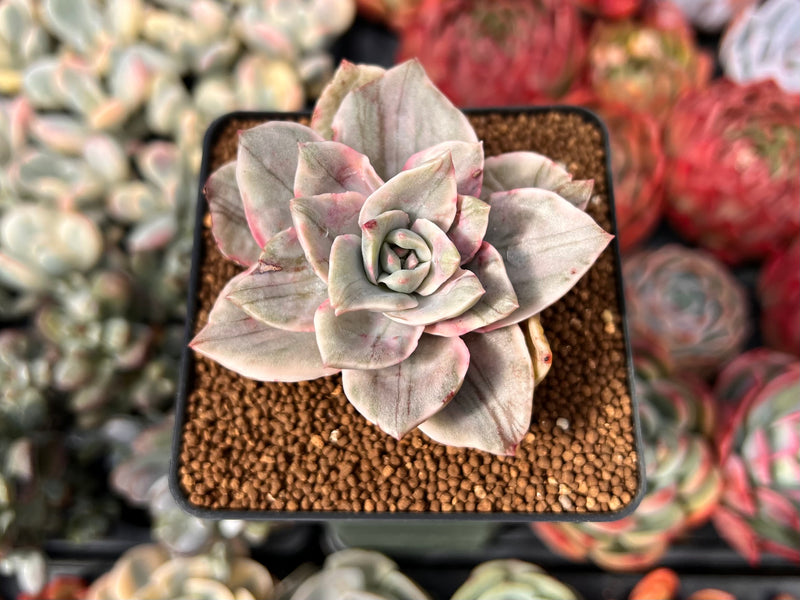 special succulents Graptopetalum 'Bainesii' Special Variegation 2" Succulent Plant – True  Succulents Plant Co
