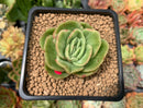 Echeveria Agavoides 'Raja' Variegated' 2" Succulent Plant