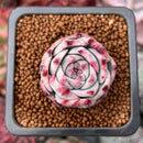 Echeveria 'Casio' Variegated 1" Succulent Plant