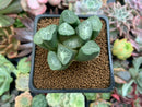 Haworthia Maughanii 'Seolkyu' 2" Large Specimen Succulent Plant