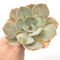 Echeveria 'SlimeBall' 5" Large Succulent Plant
