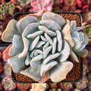 Echeveria 'Manner Queen' 3" Cluster Powdery Succulent Plant