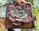 Echeveria Agavoides 'Baekya' 3" Succulent Plant