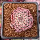 Echeveria 'Minima' 1" Succulent Plant