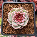 Echeveria 'Red Velvet' 2" Succulent Plant