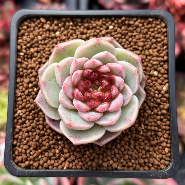 velvet succulent plant Echeveria 'Red Velvet' 2" Succulent Plant – True Succulents Plant Co