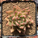 Echeveria Agavoides 'Yeosu' 3"-4" Succulent Plant