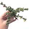 Corpuscalaria 'Lehmannii" Variegated 3"-4" Succulent Plant