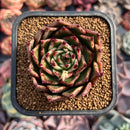 Echeveria Agavoides 'Sarabony' 2" Succulent Plant