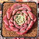 Echeveria 'Symphony' 2"-3" Succulent Plant