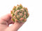 Echeveria Agavoides Wax 3” Rare Succulent Plant
