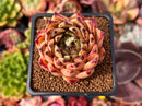 Echeveria Agavoides 'Sarabony' 2" Succulent Plant