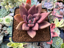 Graptoveria 'Ruby Donna' 3" Succulent Plant